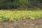 DSC09283.JPG