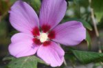DSC09343.JPG