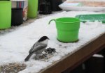 DSC00365.JPG