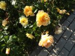 DSC04118.JPG