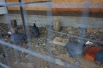 DSC06459.JPG