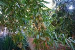 DSC06527.JPG