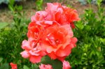 DSC06954.JPG