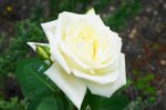 DSC06957.JPG
